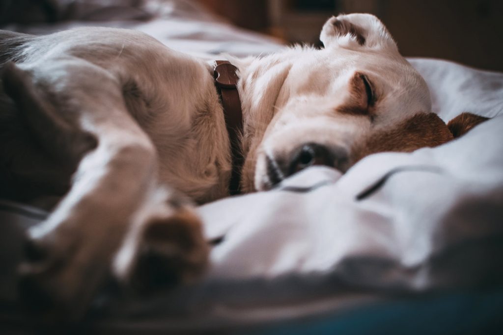 somnproblem-cbd-melatonin
